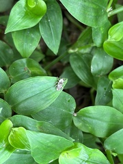 Gasterocercus onizo