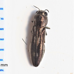 Agrilus addendus