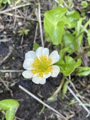 Caltha biflora