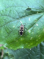 Physopelta gutta gutta