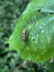 Physopelta gutta gutta