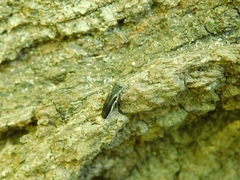 Agrilus bilineatus