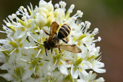 Andrena astragali
