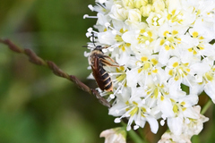Andrena astragali