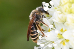 Andrena astragali