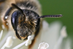 Andrena astragali