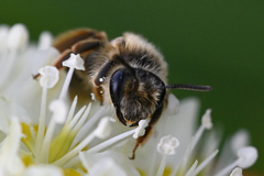 Andrena astragali