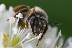 Andrena astragali