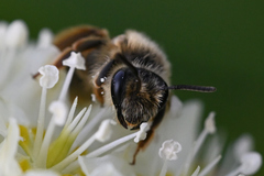 Andrena astragali