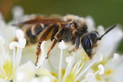 Andrena astragali