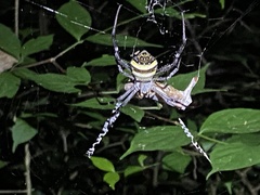 Argiope aetherea
