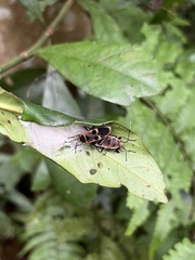 Physopelta gutta gutta