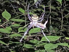 Argiope aetherea