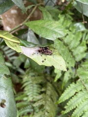 Physopelta gutta gutta