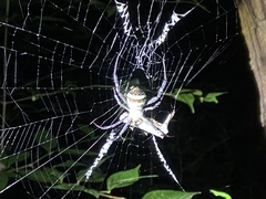 Argiope aetherea
