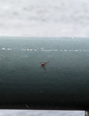 Araneae