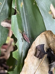 Sphenocorynes kosempoensis