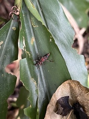 Sphenocorynes kosempoensis