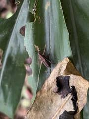 Sphenocorynes kosempoensis