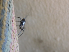 Evania appendigaster