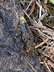 Ontholestes cingulatus