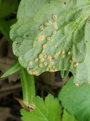 Puccinia violae