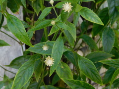 Alternanthera flavescens