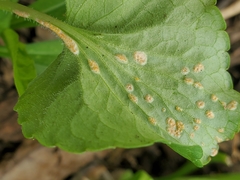 Puccinia violae