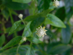 Alternanthera flavescens