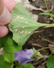 Puccinia violae