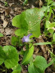 Puccinia violae