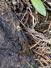 Ontholestes cingulatus