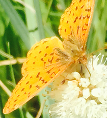 Boloria epithore