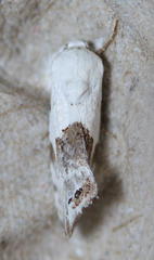 Ponometia acutus