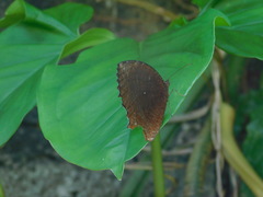 Elymnias hypermnestra