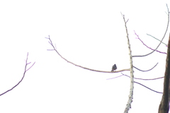 Saltator grandis