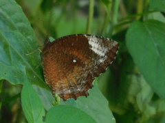 Elymnias hypermnestra