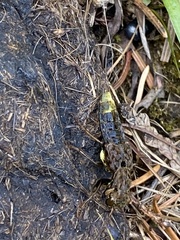 Ontholestes cingulatus