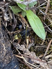 Ontholestes cingulatus