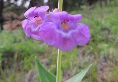 Penstemon secundiflorus