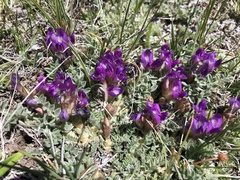 Astragalus argophyllus