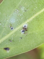 Euthoracaphis umbellulariae