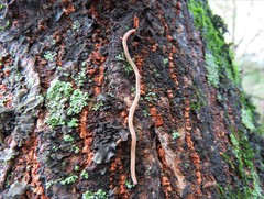 Geonemertes pelaensis