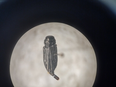 Chrysobothris convexa