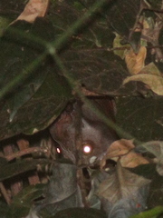 Hypsignathus monstrosus