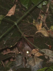 Hypsignathus monstrosus