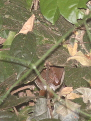 Hypsignathus monstrosus