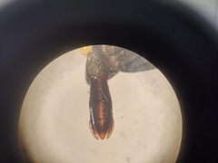 Chrysobothris convexa