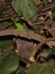 Hypsignathus monstrosus