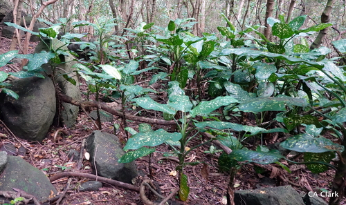 Dieffenbachia seguine observed 2022-05-11
